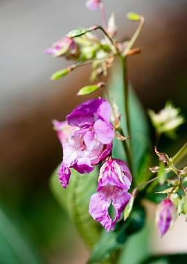 Impatiens glandulifera