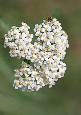 Achillea millefolium macro