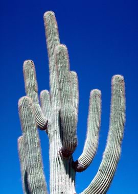 Saguaro Cactus