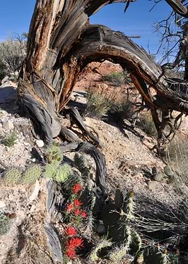 yellow rock mountain
