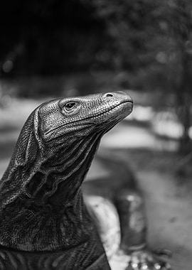 Komodo Dragon Portrait