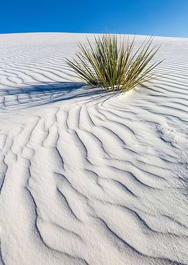 WHITE SANDS Idyllic scene