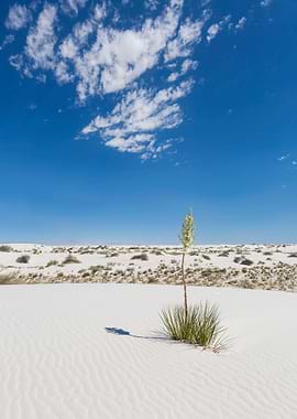 White Sands Impression