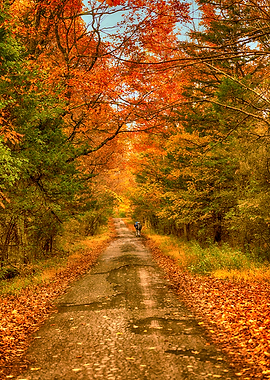 The Road less Traveled