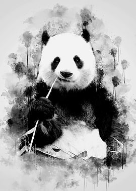 Giant Panda BW
