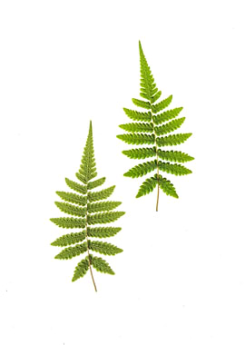 Polypodium