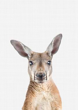 Kangaroo Portrait