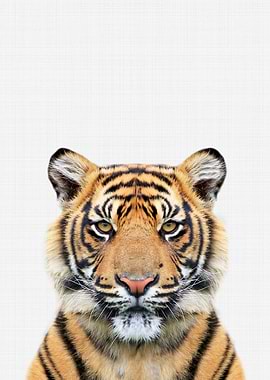 Tiger Portrait