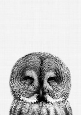 Owl Portrait BW