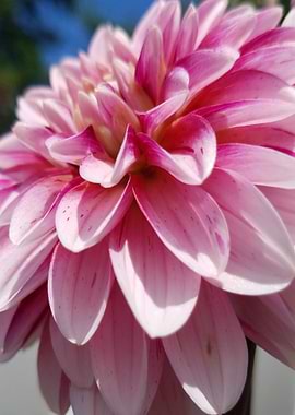 Delightful Dahlia
