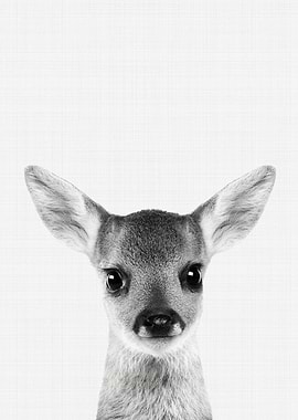 Fawn Portrait BW