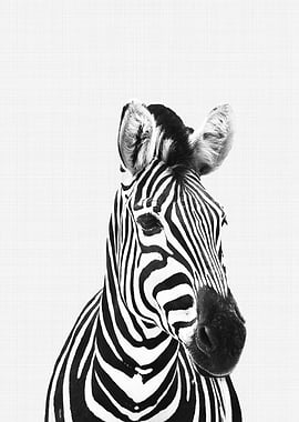 Zebra Portrait BW
