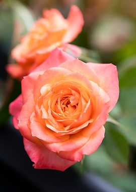 Pink rose macro background