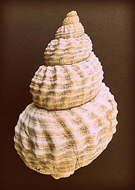 Shell