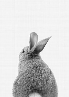 Rabbit Tail BW