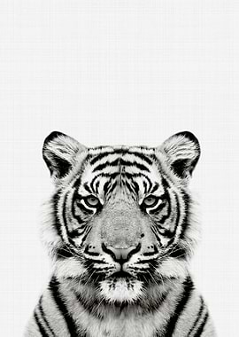 Tiger Portrait BW