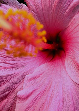 Pink Hibiscus