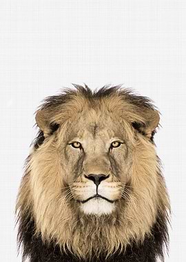 Lion Portrait