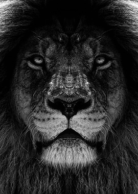 wild lion face poster