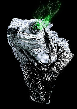 Gray Iguana