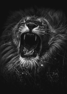 RaR wild lion head poster