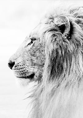 Lion head black and white