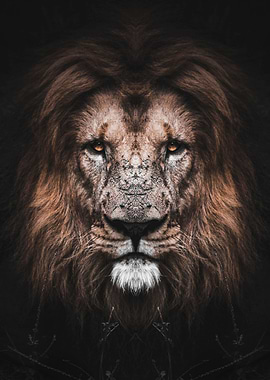 wild lion face poster