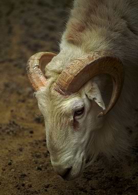 Ram Sheep