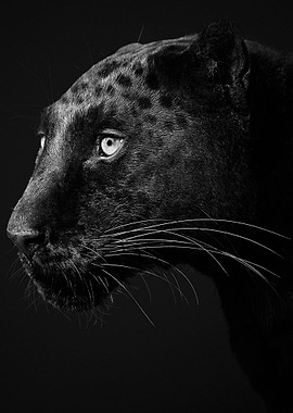Black panther head