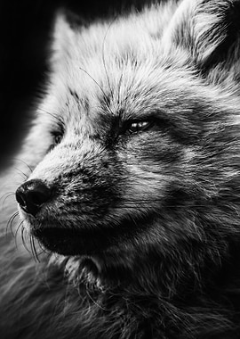 wild fox face wallpaper