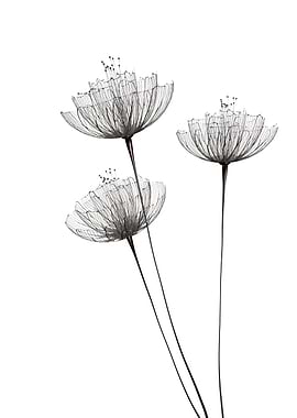 Minimalist flowers