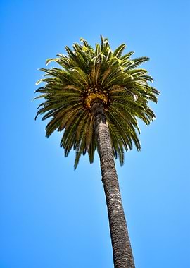 Palm Tree On Blue Skies Ba
