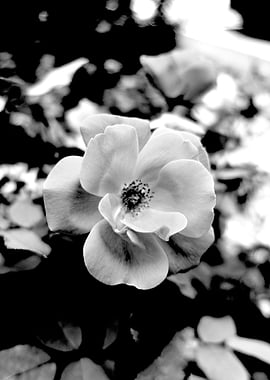 Rose close up photography