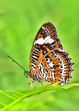 Butterfly Orange Flower