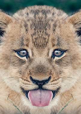 baby lion poster simba