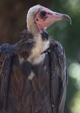 Vulture portrait