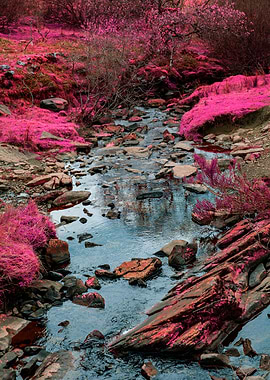 Pink River