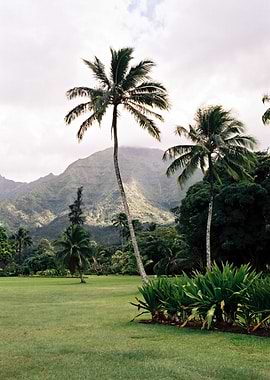 Hanalei Valley