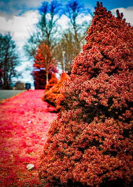 Red Bush