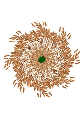 Grasses Isolated Mandela