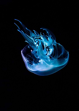 Jellifish swiming in dark