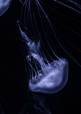 Jellifish swiming in dark