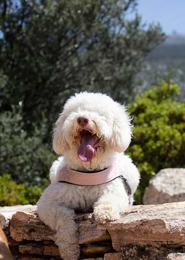 White Lagotto Romagnolo