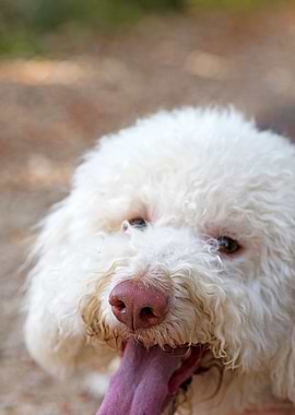 White Lagotto Romagnolo
