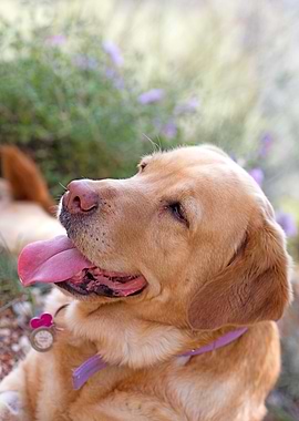 Labrador sweet portrait