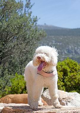White Lagotto Romagnolo