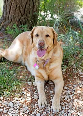 Labrador sweet portrait