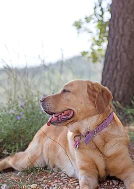 Labrador sweet portrait
