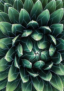 Agave