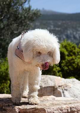 White Lagotto Romagnolo
